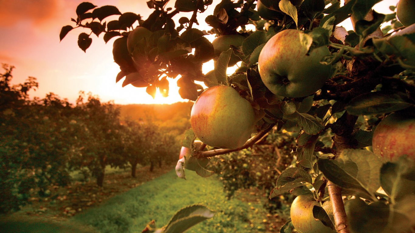Golden sunlight settles on an apple tree in an orchard in Armagh, Ireland