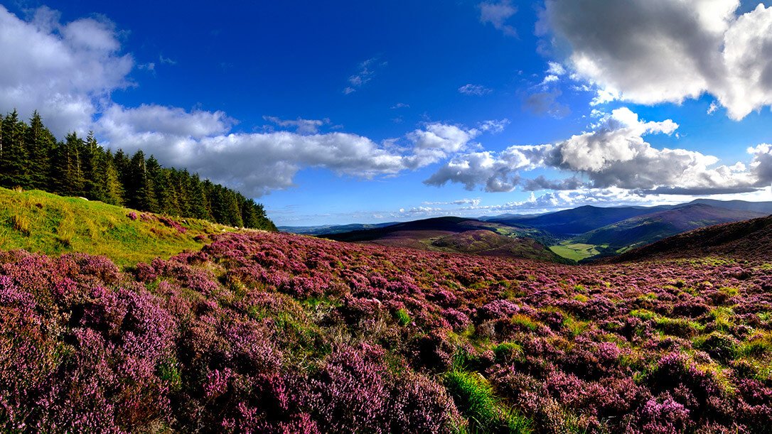 Heather and blue sky in the Wicklow Mountains National Park