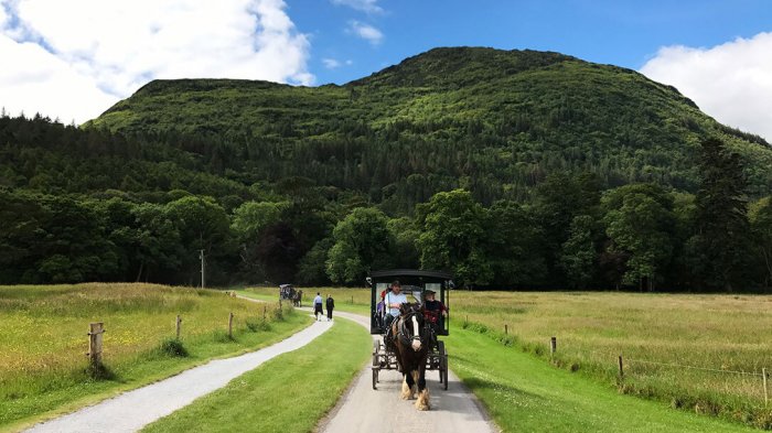 A group of guests jaunting in Killarney National Park 